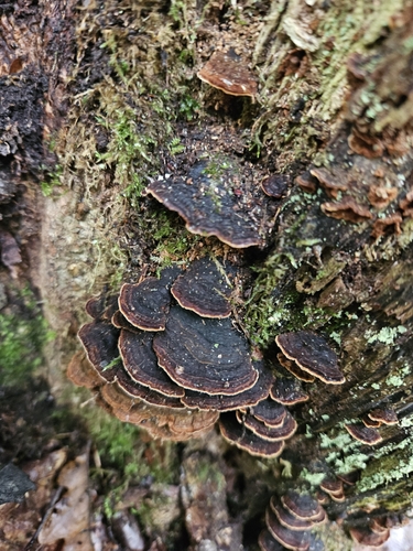 Oak Curtain Crust Fungus