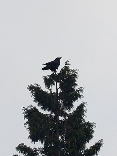 Common Raven