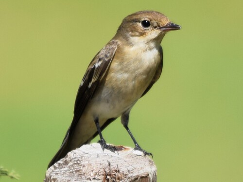 European Pied Flycatcher