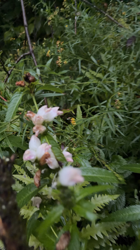 white turtlehead