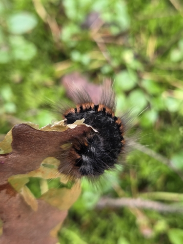 Fox Moth