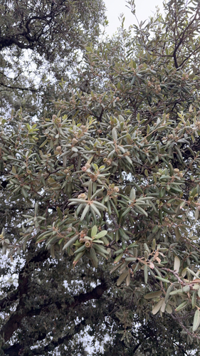 Holm oak