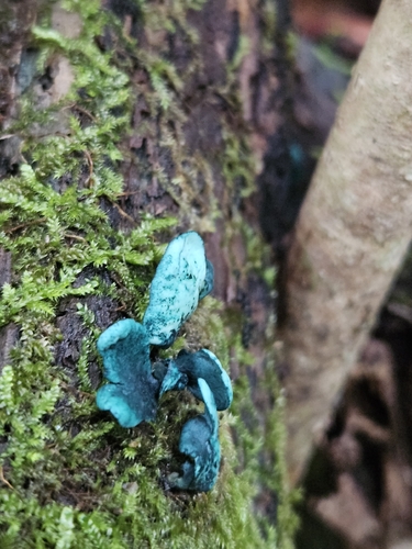 Chlorociboria