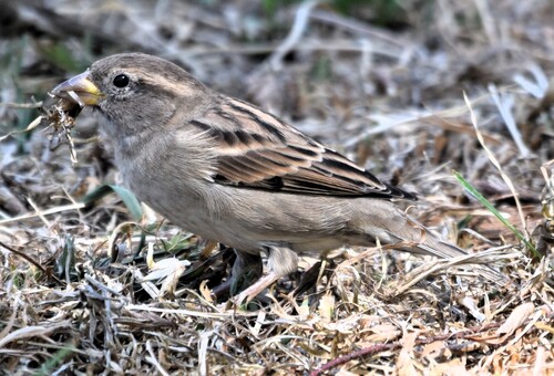 House Sparrow