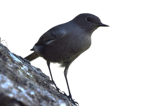 Black Redstart