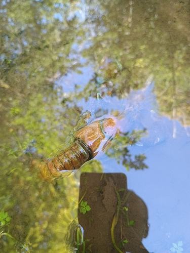 Signal Crayfish