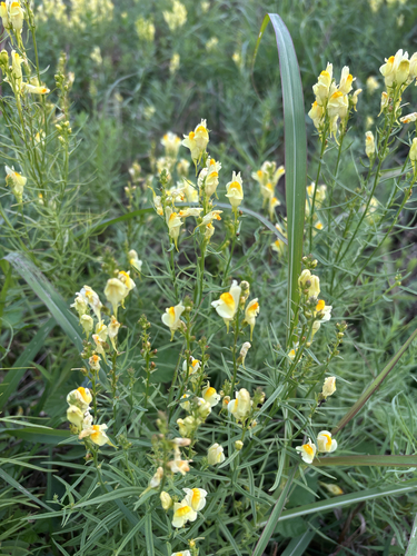 common toadflax