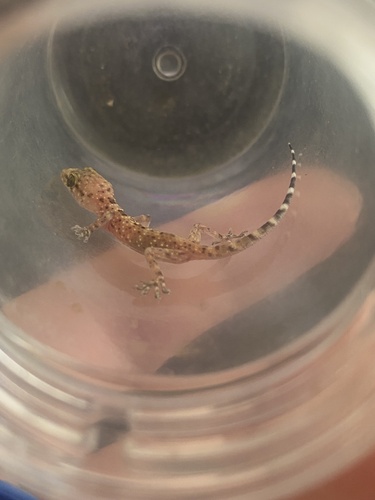Mediterranean House Gecko