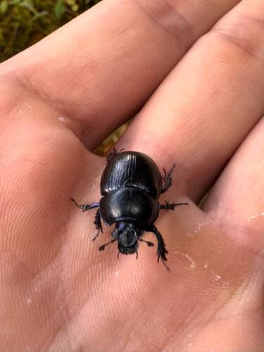 Woodland Dor Beetle