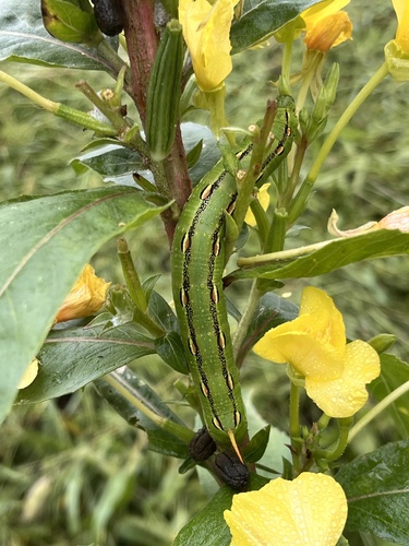 White-lined Sphinx