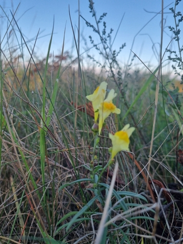 common toadflax