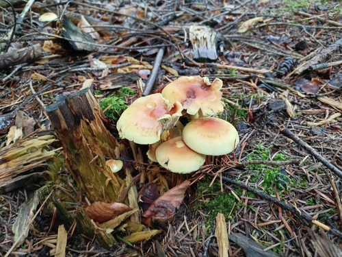 Sulphur Tuft
