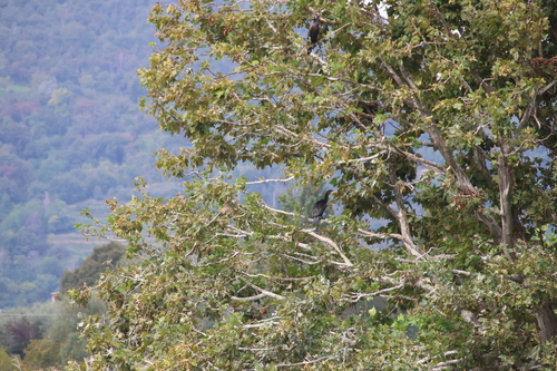Great Cormorant