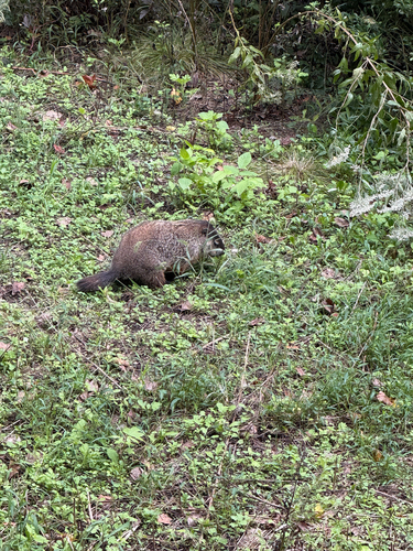 Groundhog