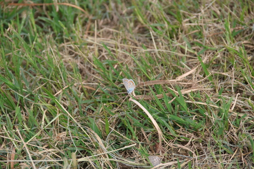 Common Blue