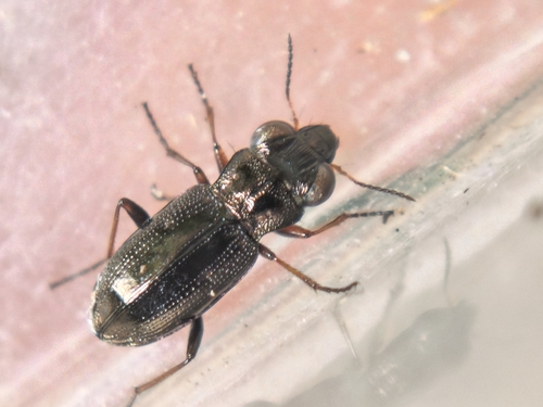 Notiophilus rufipes