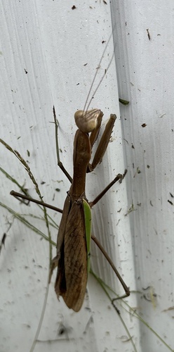 Chinese Mantis