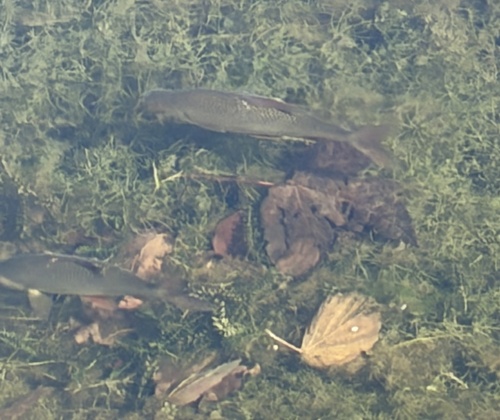 Common Roach