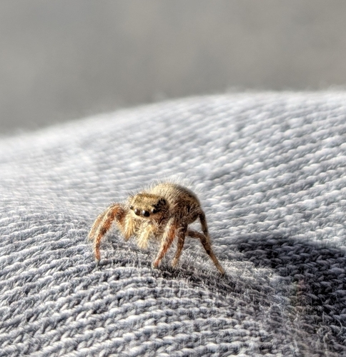 Grayish Jumping Spider