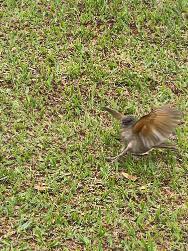 Pale-breasted Thrush