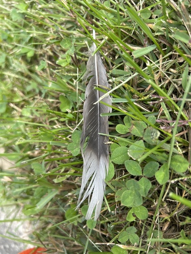Mourning Dove