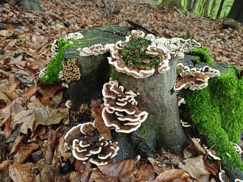 turkey-tail