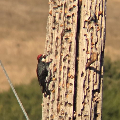 Acorn Woodpecker
