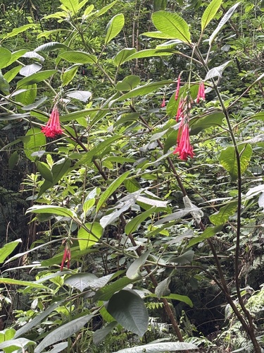 lady's eardrops