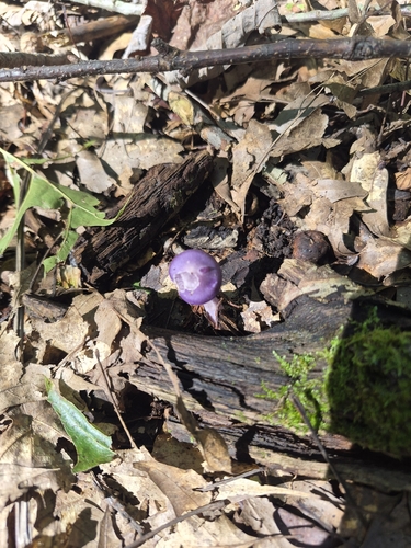 Viscid Violet Cort