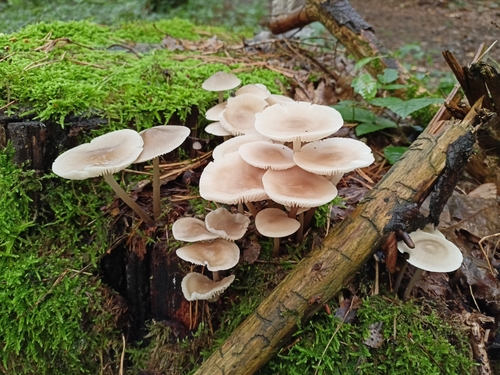 common bonnet