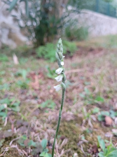 Autumn Ladies' Tresses