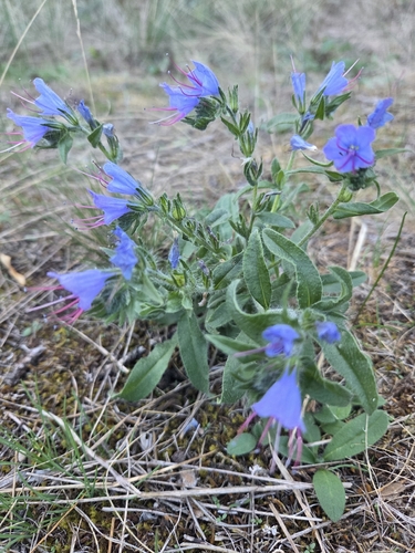 viper's-bugloss