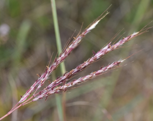 King Ranch bluestem