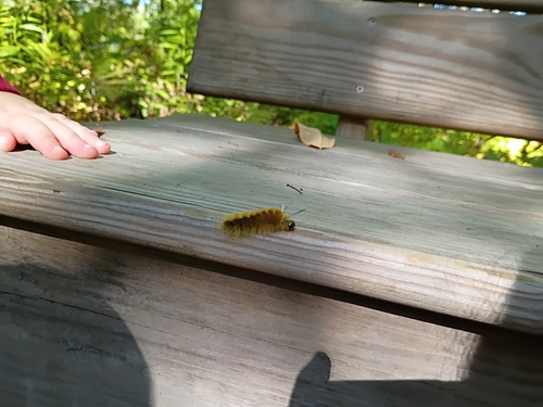 Banded Tussock Moth