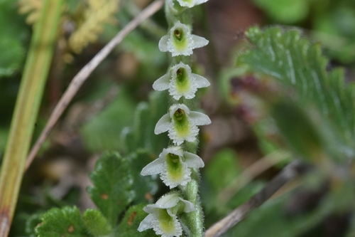Autumn Ladies' Tresses