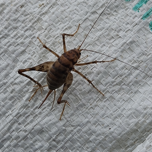 Greenhouse Camel Cricket