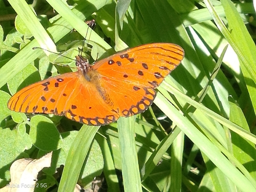 Gulf Fritillary