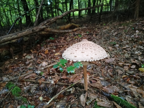 Parasol