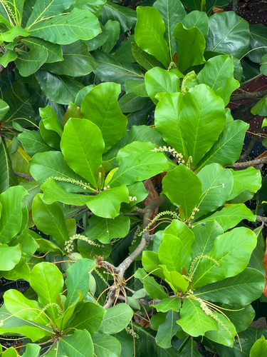 Sea Almond