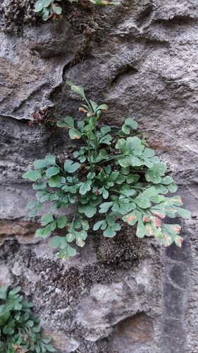 wall-rue