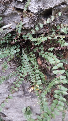 maidenhair spleenwort