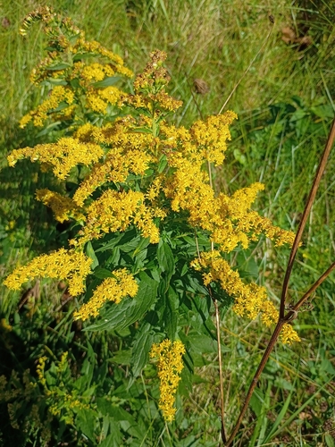 common wrinkle-leaved goldenrod