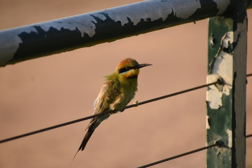 Rainbow Bee-eater