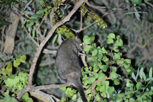 Northern Brush-tailed Possum