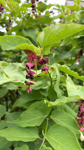 Himalayan honeysuckle