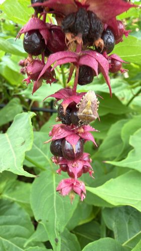 Sloe Bug