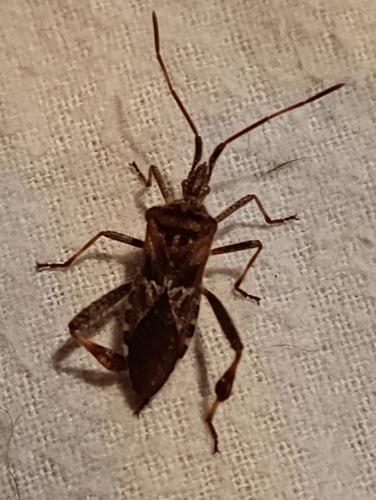 Western Conifer Seed Bug