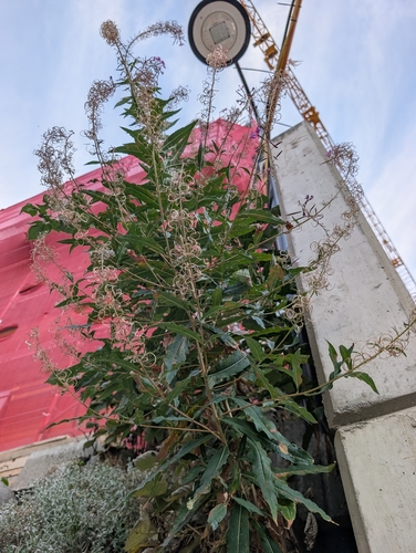 fireweed