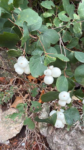 Common Snowberry