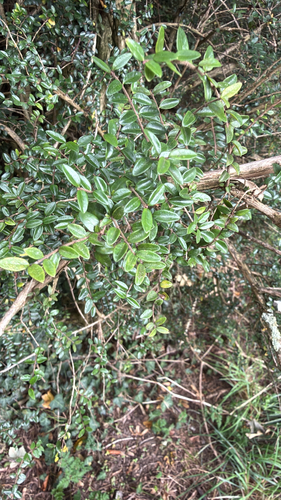 Boxleaf Honeysuckle